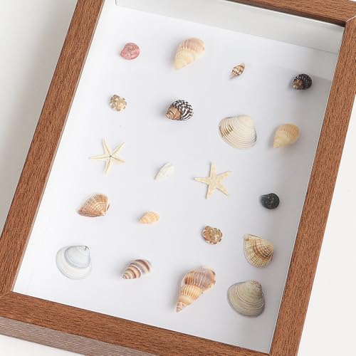 HAPY SHOP 1200 Pieces Tiny Sea Shells Starfish Set
