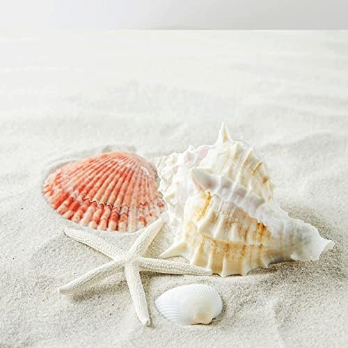 JQAQJU Sea Shells 20 Kinds for Decor and Crafting
