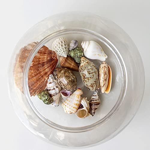 JQAQJU Sea Shells 20 Kinds for Decor and Crafting