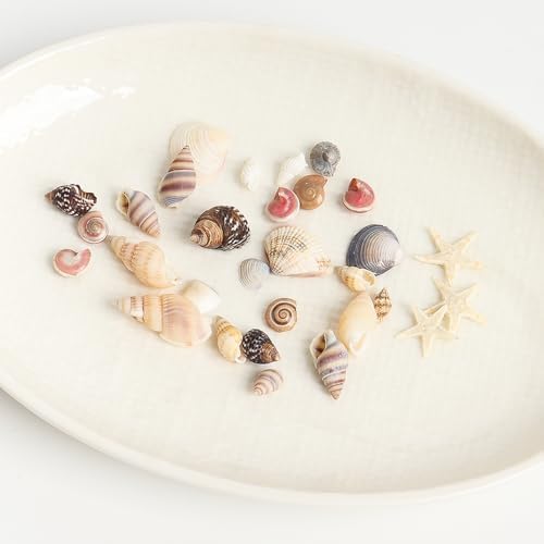 HAPY SHOP 1200 Pieces Tiny Sea Shells Starfish Set