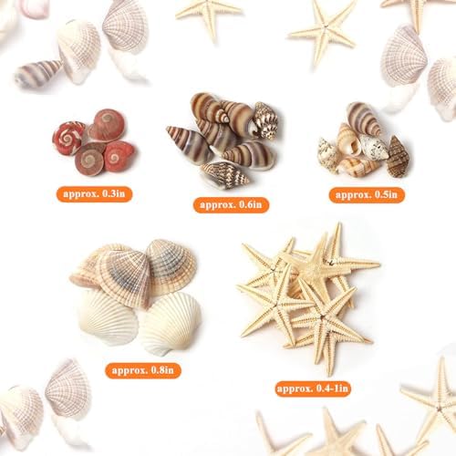 HAPY SHOP 1200 Pieces Tiny Sea Shells Starfish Set
