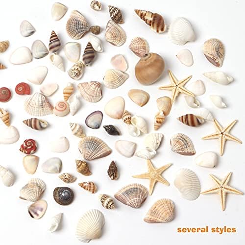 HAPY SHOP 1200 Pieces Tiny Sea Shells Starfish Set