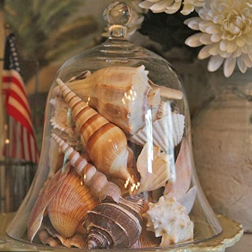 JQAQJU Sea Shells 20 Kinds for Decor and Crafting