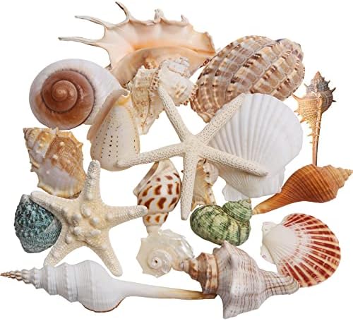 JQAQJU Sea Shells 20 Kinds for Decor and Crafting