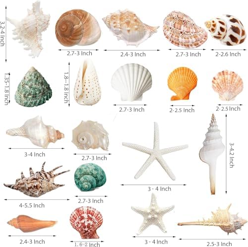 JQAQJU Sea Shells 20 Kinds for Decor and Crafting