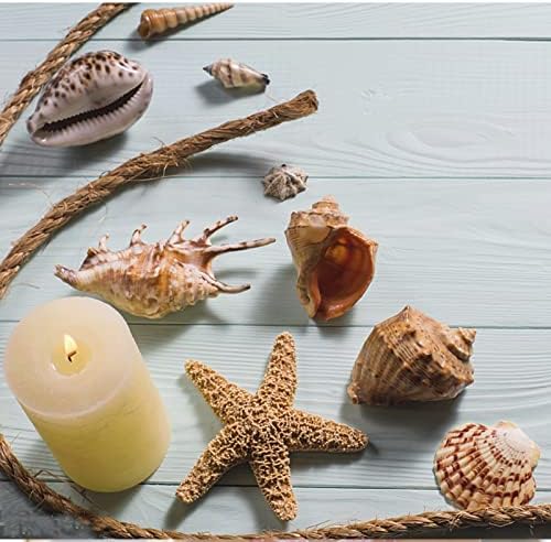 JQAQJU Sea Shells 20 Kinds for Decor and Crafting