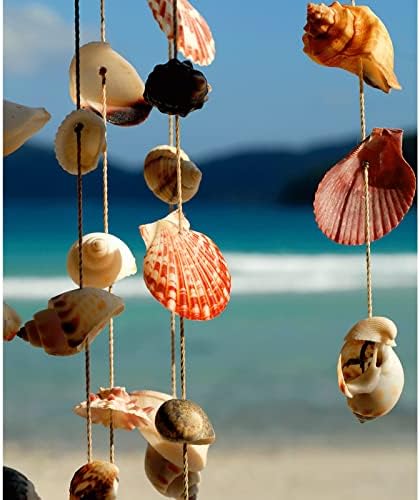 JQAQJU Sea Shells 20 Kinds for Decor and Crafting
